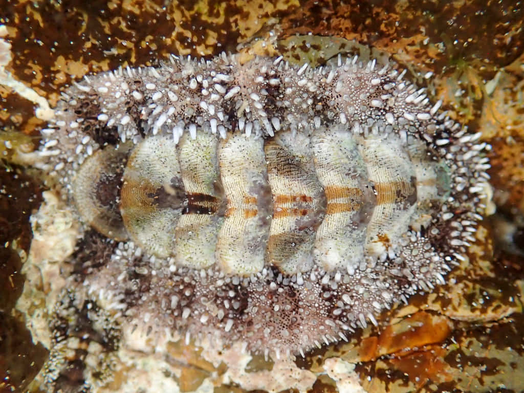 Camouflaged Sea Cucumber Underwater Wallpaper