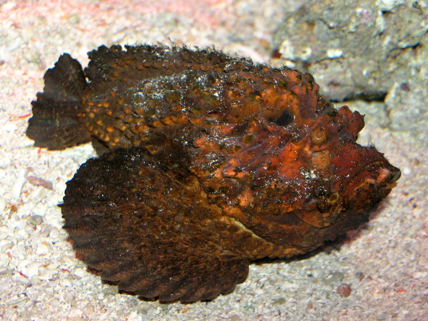 Camouflaged_ Stonefish_ Aquatic_ Life.jpg Wallpaper