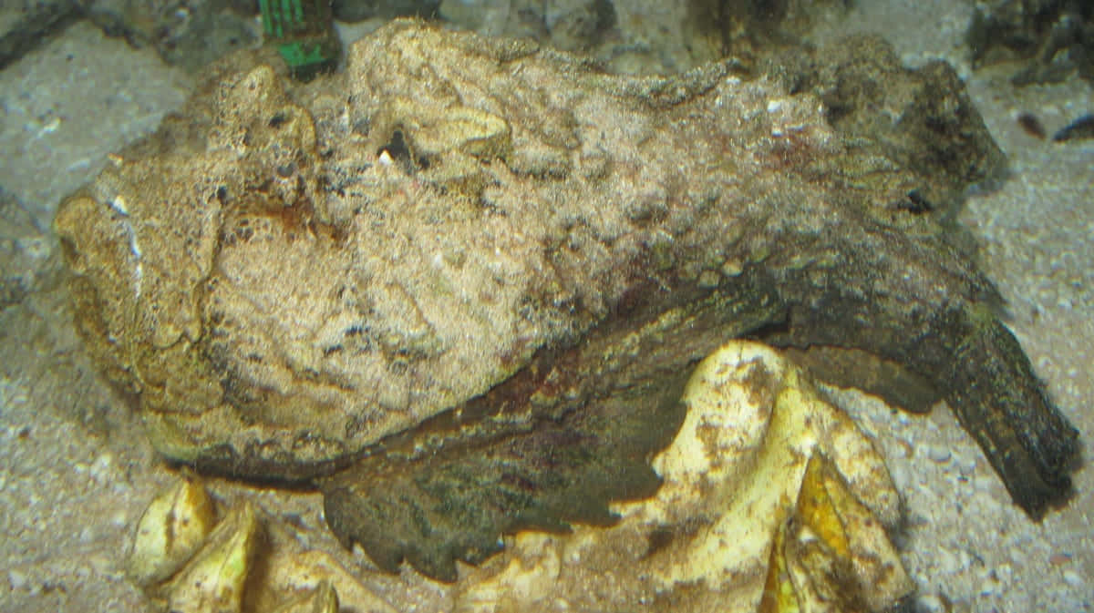 Camouflaged Stonefish Aquatic Masterof Disguise Wallpaper