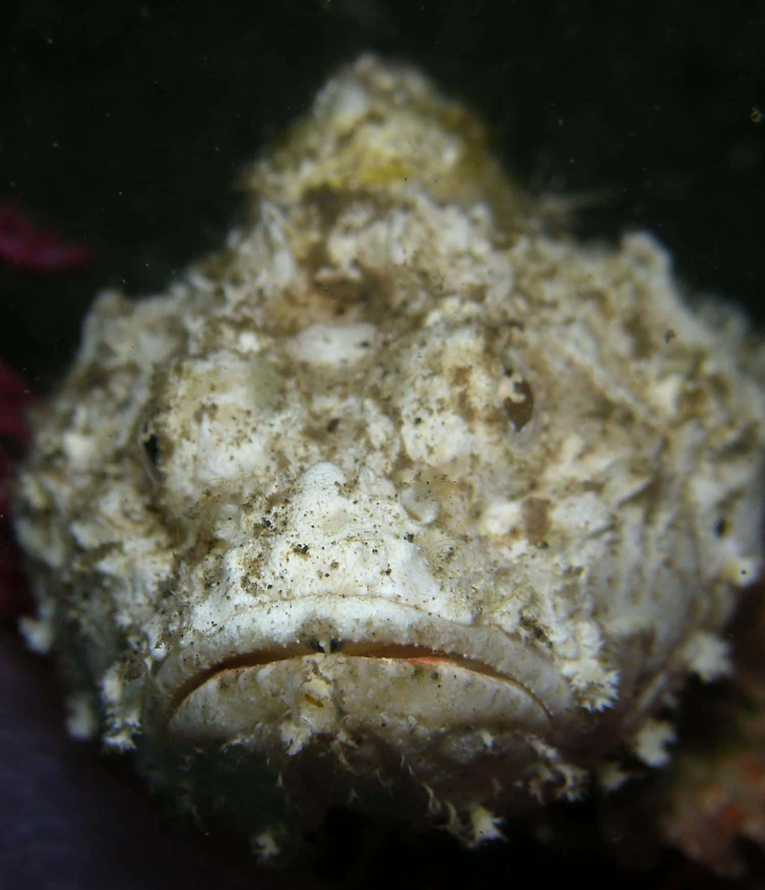 Camouflaged_ Stonefish_ Closeup.jpg Wallpaper