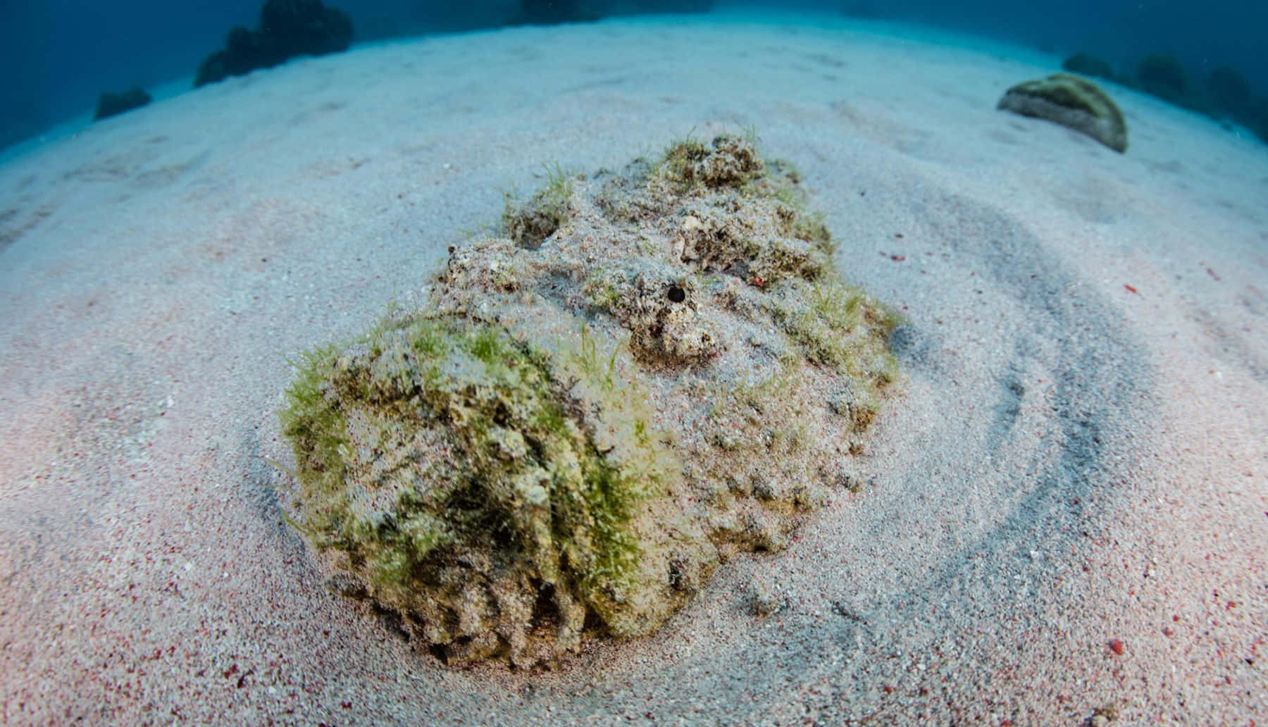 Camouflaged Stonefish Underwater Wallpaper