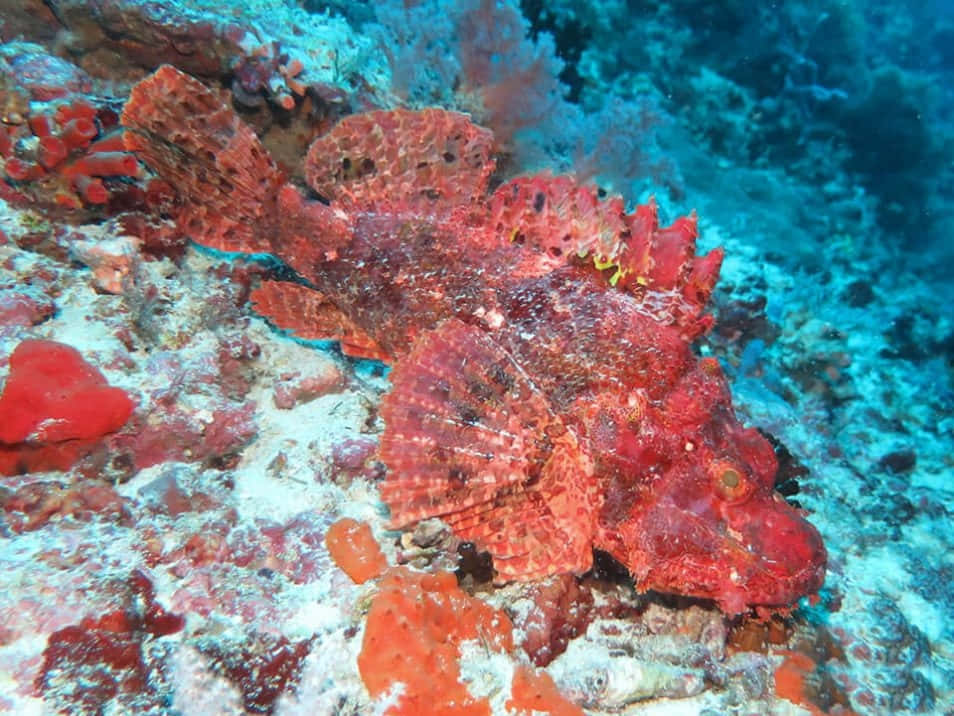 Camouflaged Stonefish Underwater Wallpaper