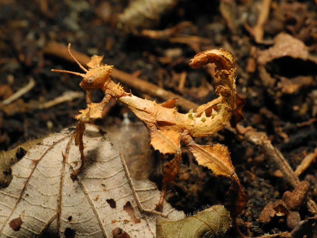 Camouflaged Walkingstick Insect Wallpaper