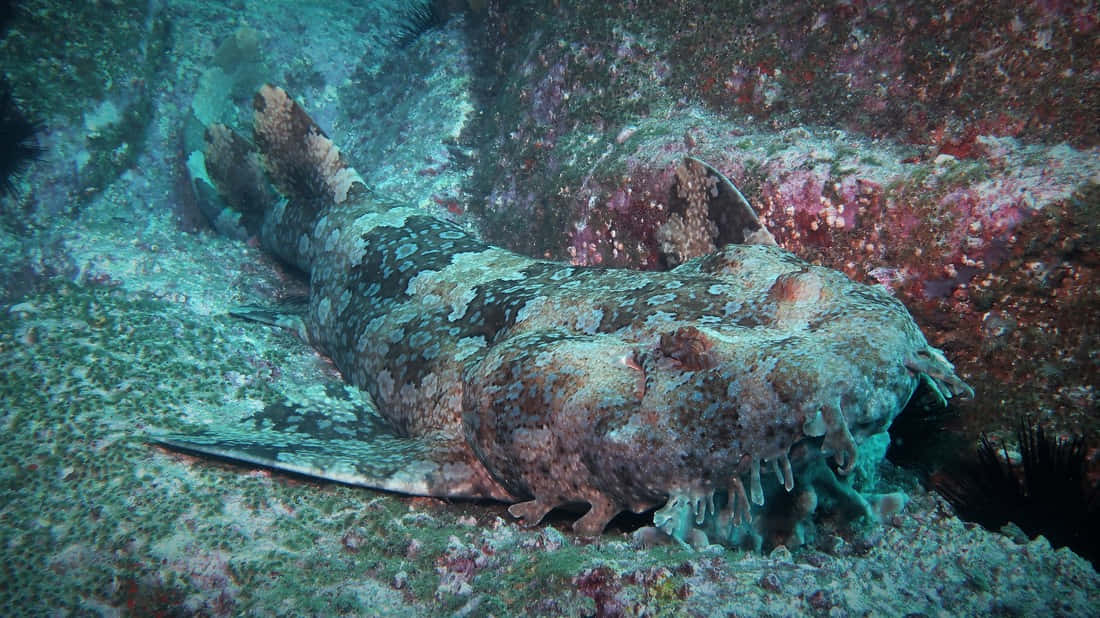 Camouflaged Wobbegong Shark Wallpaper