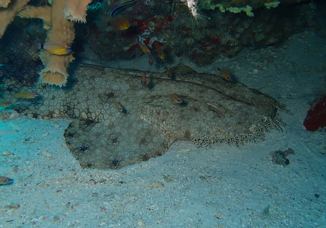 Camouflaged Wobbegong Shark Wallpaper