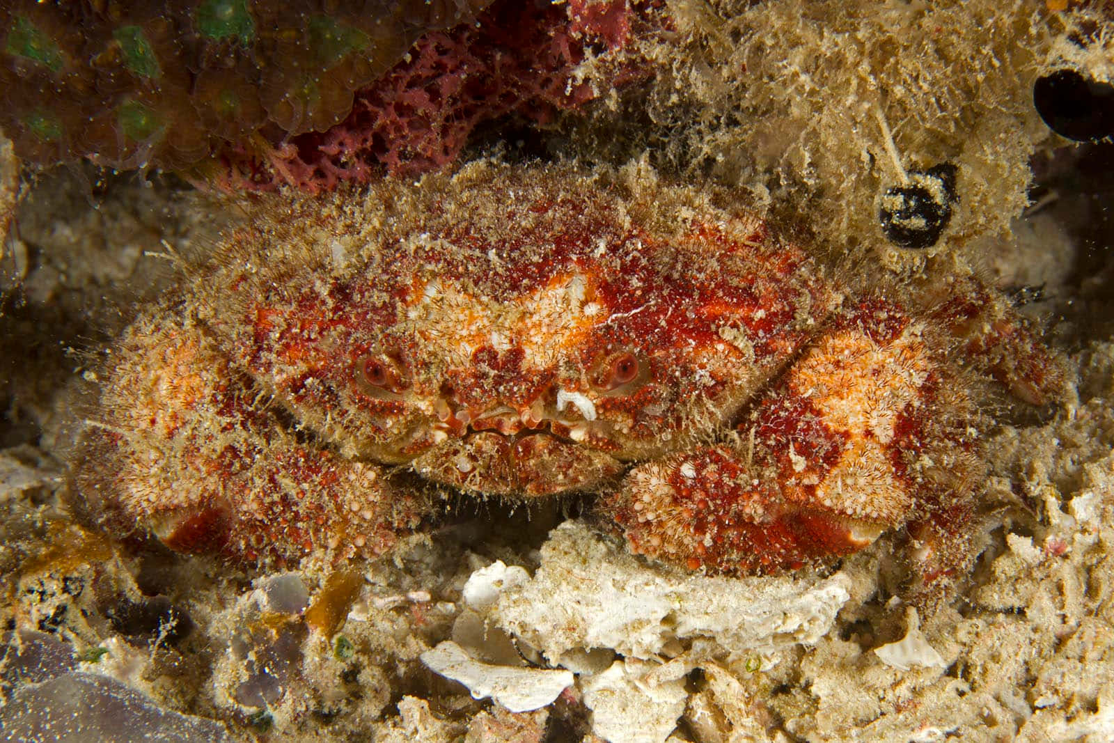 Camouflaged Xanthid Crabon Seafloor.jpg Wallpaper