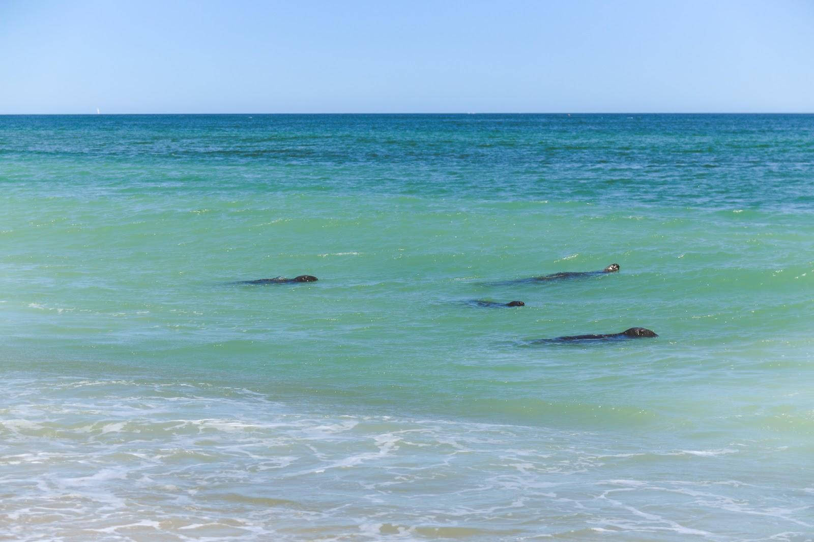 Cape Cod Seals At Sea Wallpaper