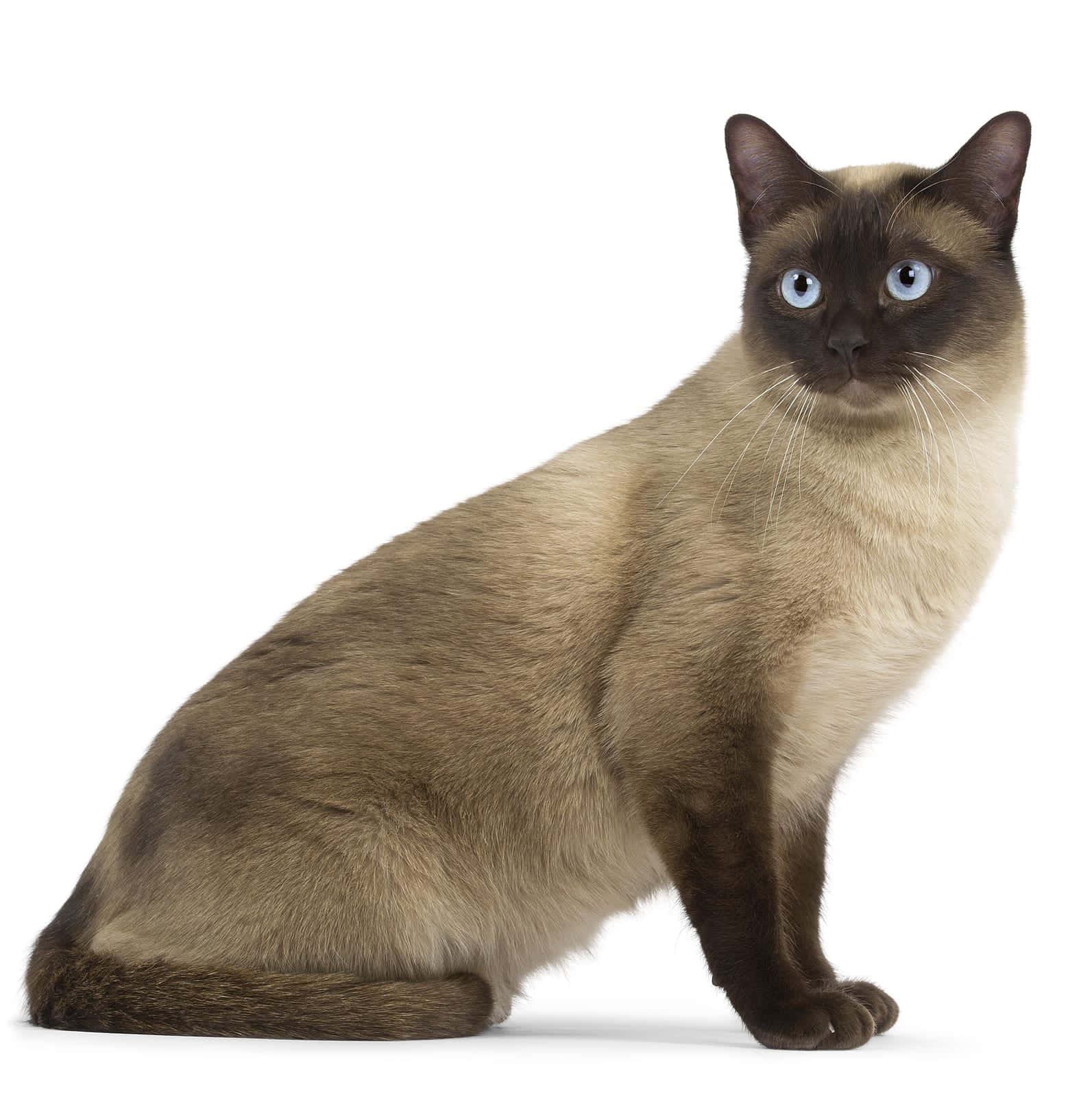 Caption: A Beautiful Tonkinese Cat Gazing Curiously Wallpaper