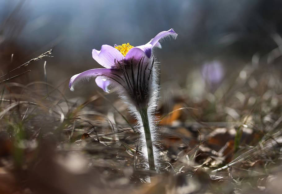 Caption: A Blooming Anemone Flower In Its Prime Wallpaper