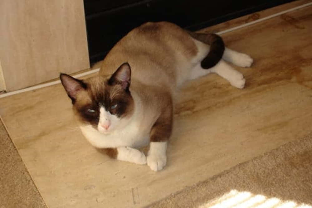 Caption: A Captivating Snowshoe Cat Relaxing In A Natural Environment. Wallpaper