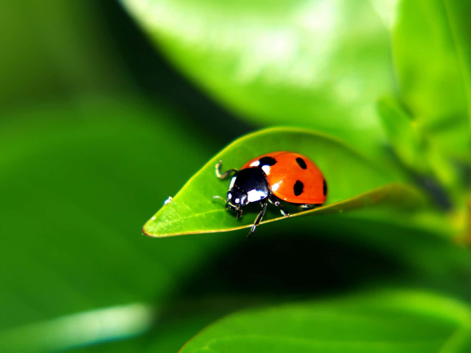 Caption: A Close Up Shot Of Ladybugs On A Leaf In A Lush Spring Garden Wallpaper