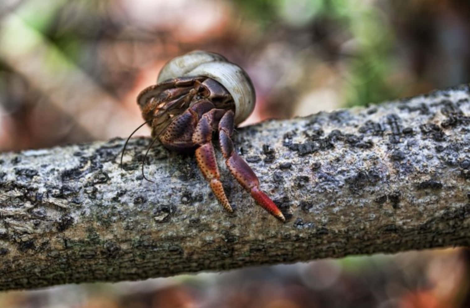 Caption: A Close-up View Of A Vibrant Hermit Crab Wallpaper