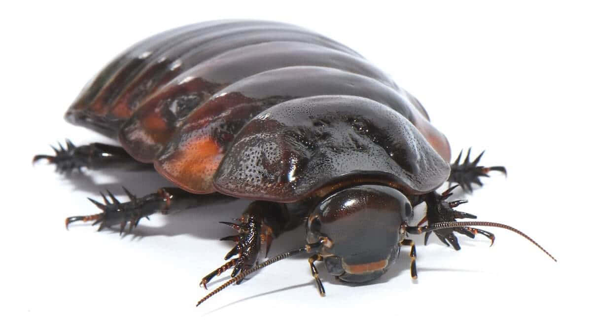 Caption: A Closer Look At The Intriguing Giant Isopod In Its Underwater Habitat. Wallpaper