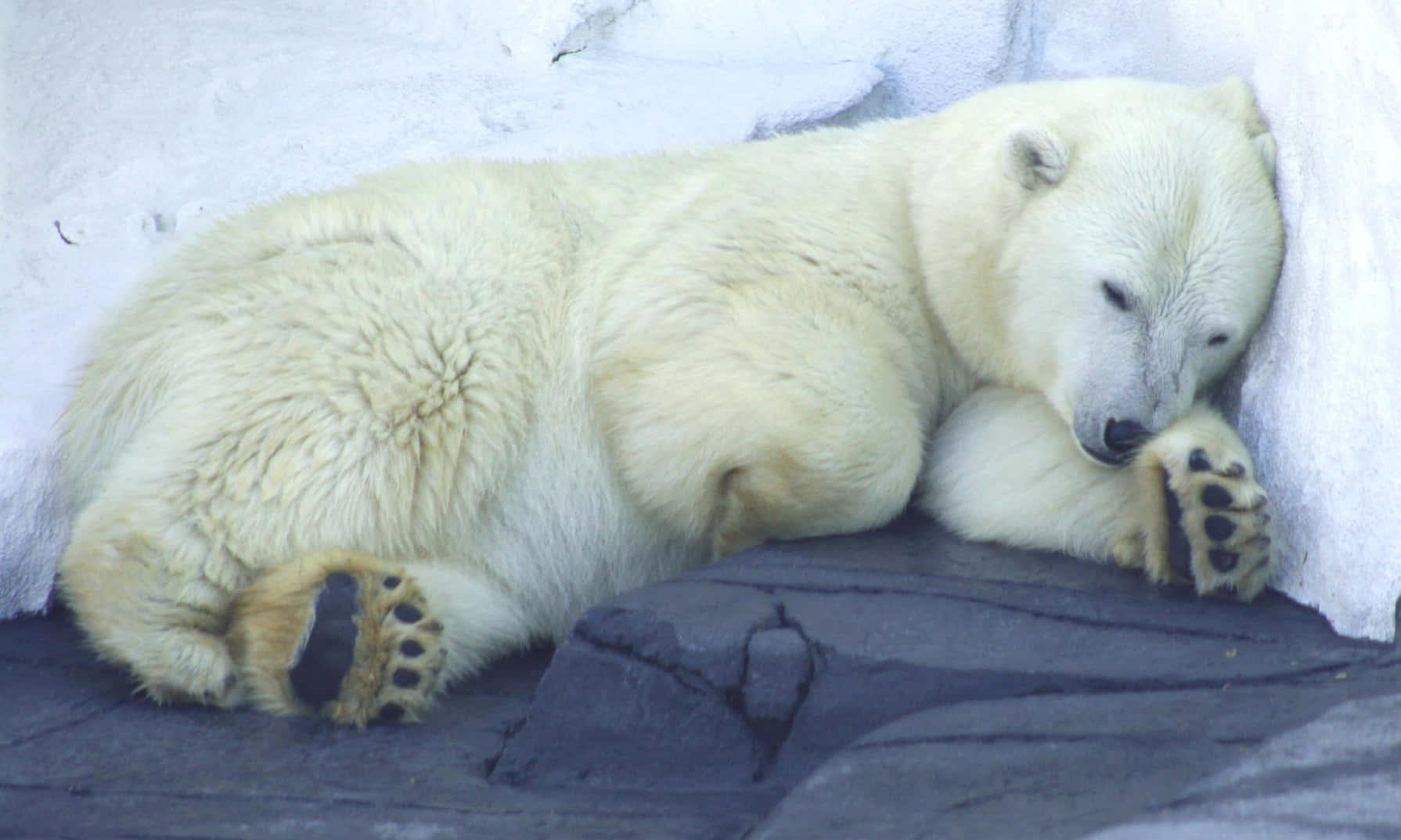 Caption: A Cozy Hibernating Bear In Its Den Wallpaper