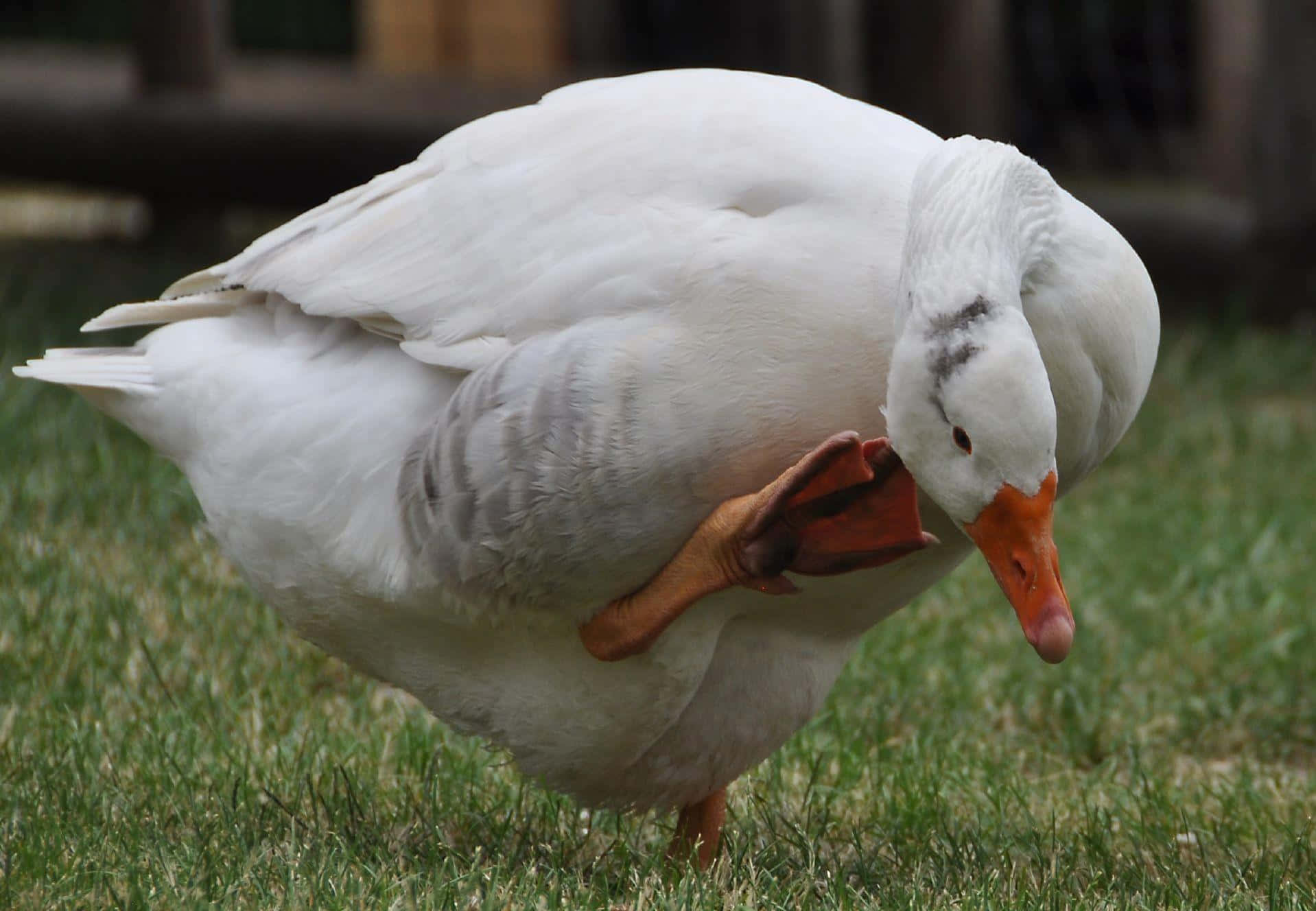 Caption: A Goose Enjoying The Day Wallpaper