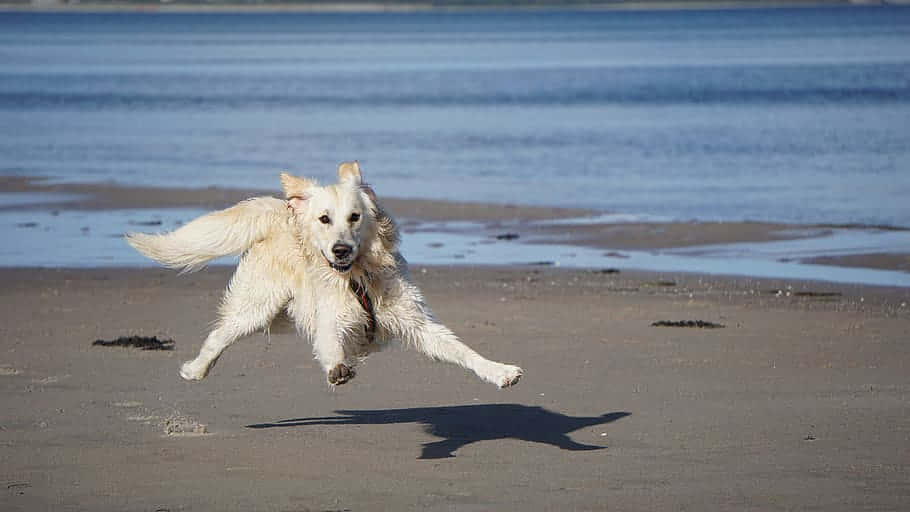 Caption: A Joyful Day At The Beach With Man's Best Friend Wallpaper