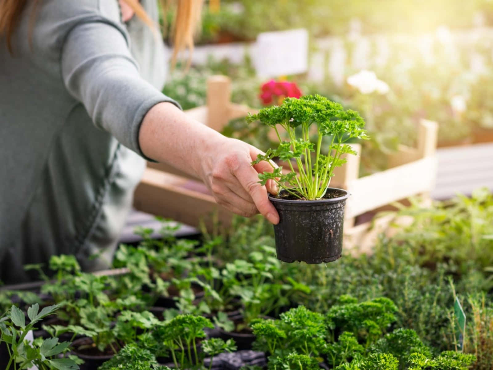 Caption: A Lush Green Herb Garden Wallpaper