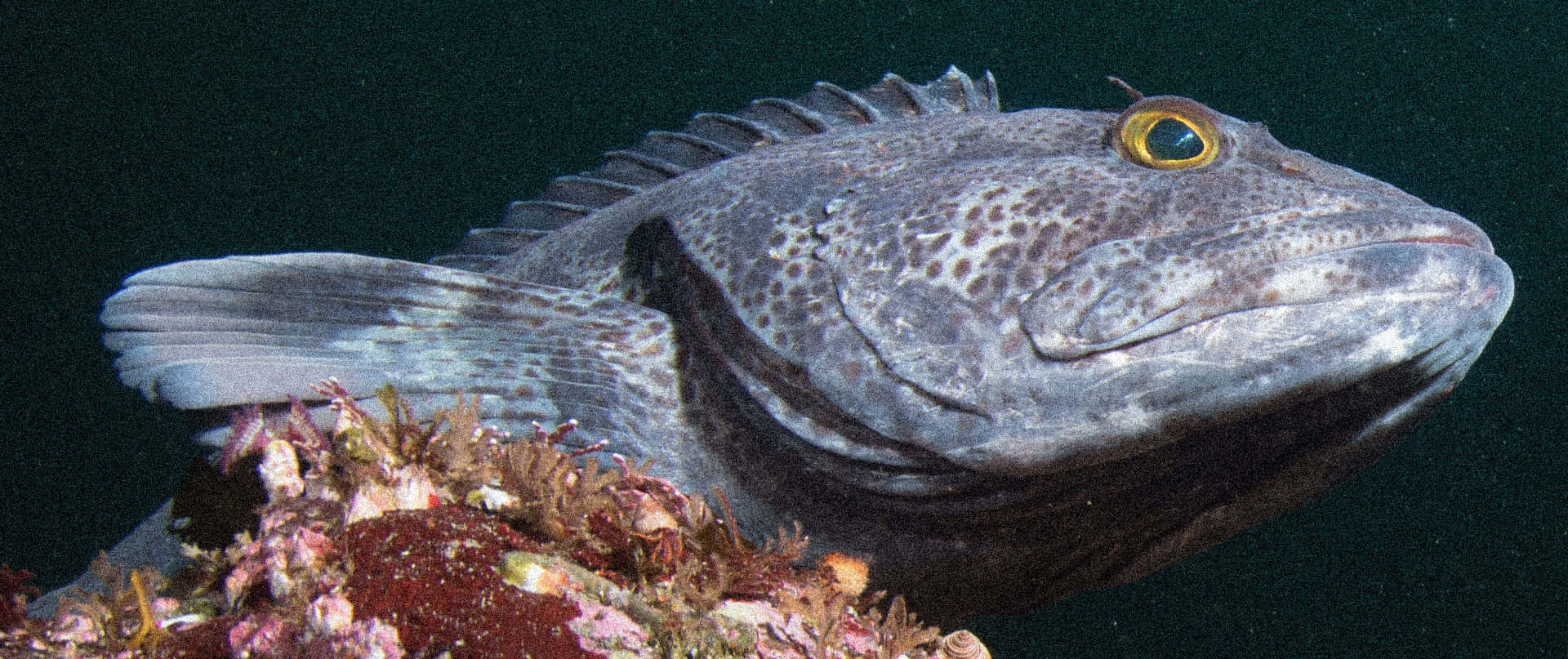 Caption: A Majestic Lingcod Swimming In Deep Blue Waters Wallpaper