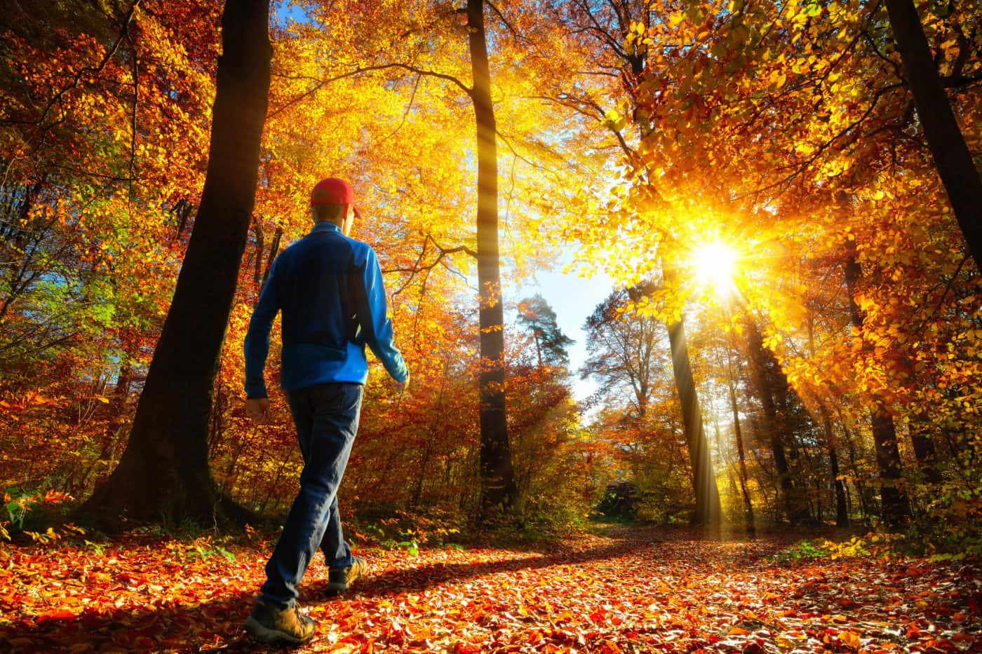 Caption: A Mesmerizing View Of The Colorful Autumn Foliage While Walking The Scenic Trail In The Forest During A Fall Hike. Wallpaper