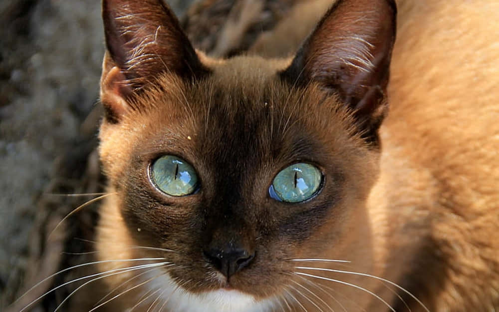 Caption: A Stunning Havana Brown Cat Relaxing On A White Background Wallpaper