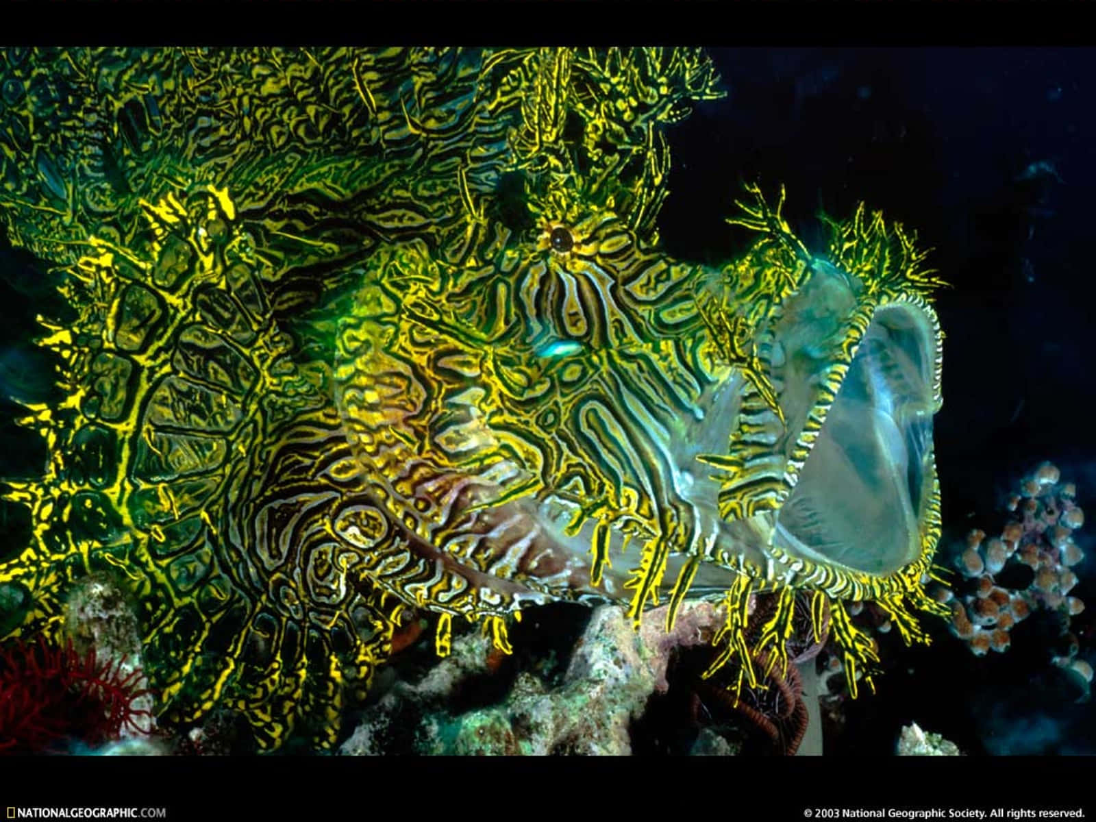 Caption: A Vibrant 3d Fish Exploring Underwater Coral Reefs. Wallpaper