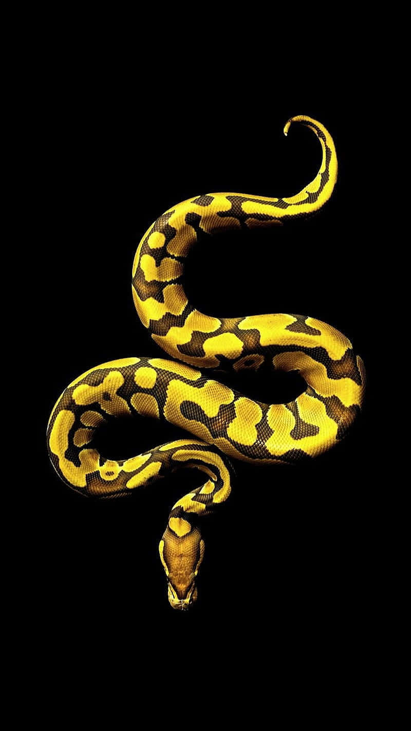 Caption: A Vibrant Yellow Snake In The Wild Wallpaper