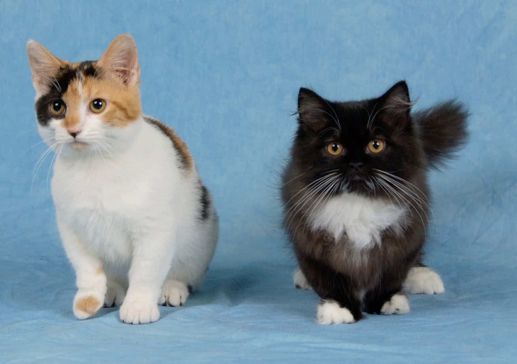 Caption: Adorable Munchkin Cat Lounging On The Bed Wallpaper