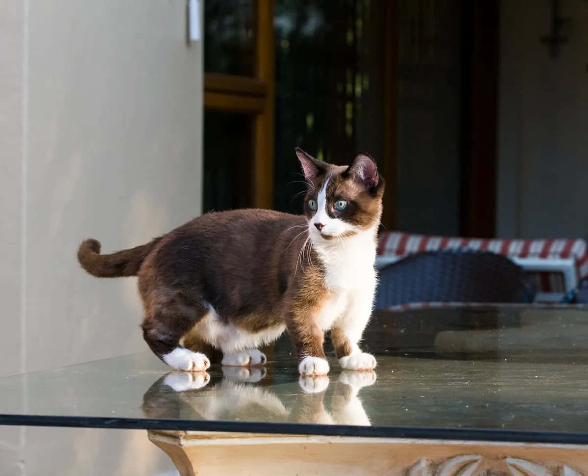 Caption: Adorable Munchkin Cat Lounging On The Floor Wallpaper