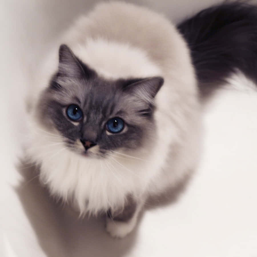 Caption: Adorable Ragdoll Cat Lounging On The Floor Wallpaper