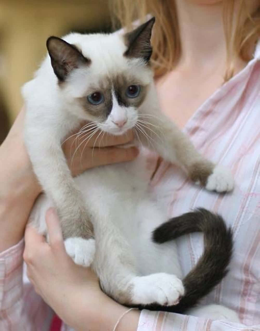 Caption: Adorable Snowshoe Cat Lounging On A Wooden Surface Wallpaper