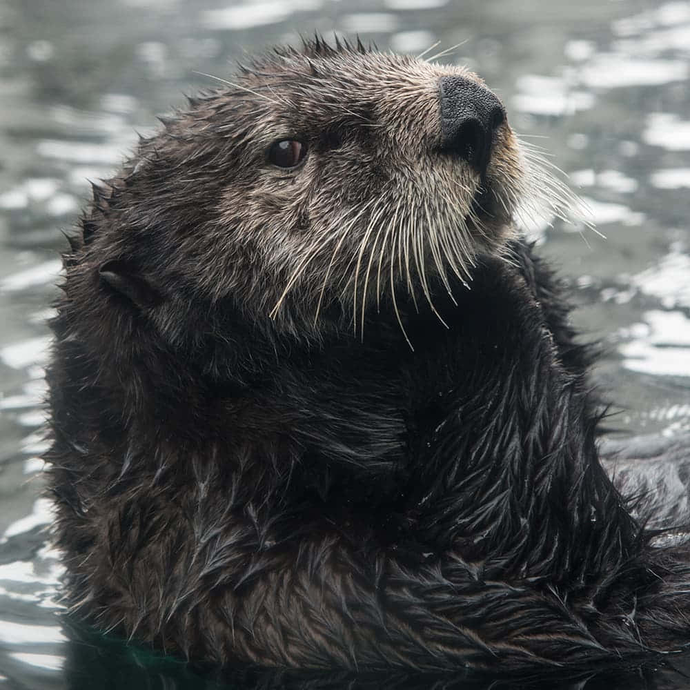 Caption: An Adorable Sea Otter Floating Peacefully In The Blue Ocean. Wallpaper