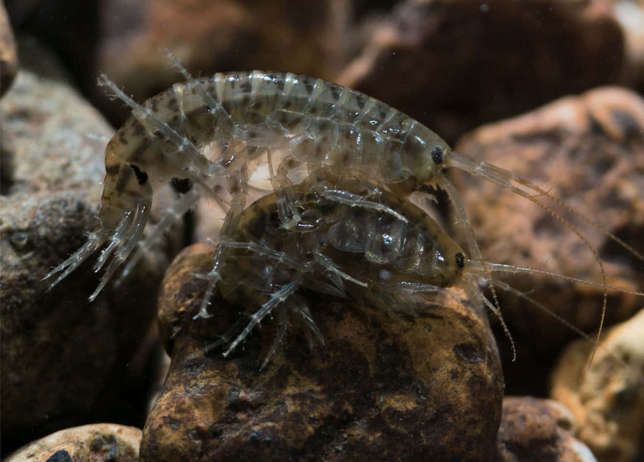 Caption: An Amphipod Swimming Underwater Wallpaper