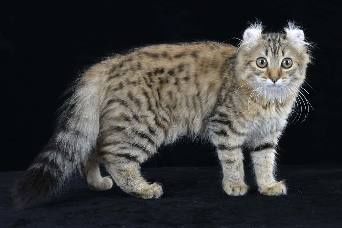 Caption: Beautiful American Curl Cat Lounging Wallpaper