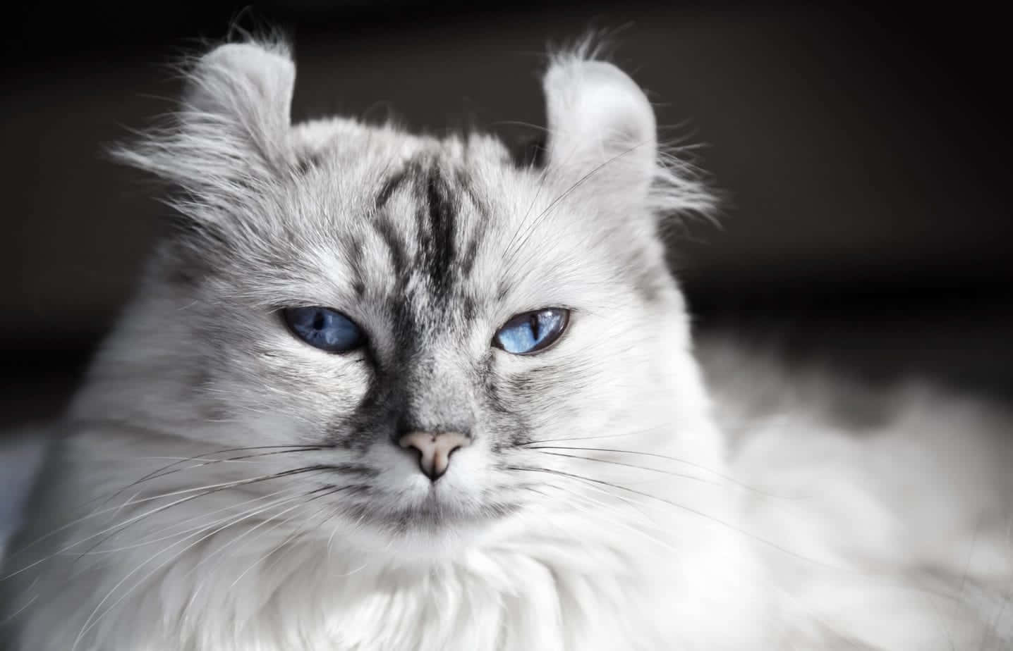 Caption: Beautiful American Curl Cat With Striking Blue Eyes Wallpaper