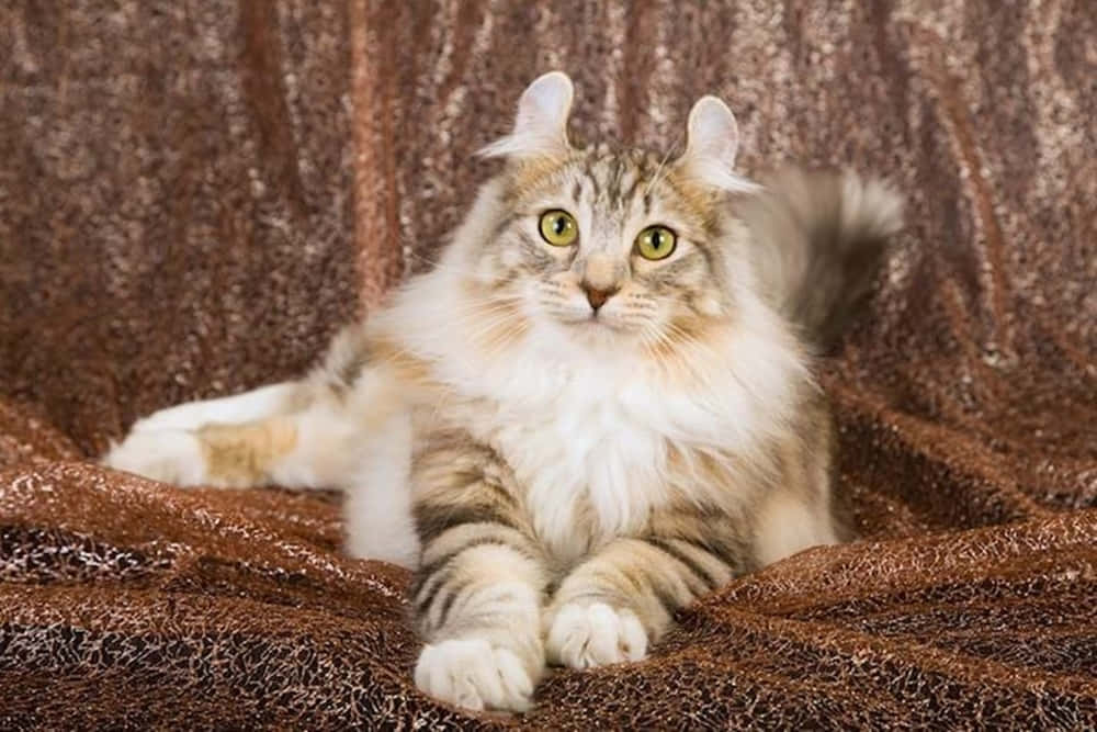 Caption: Beautiful American Curl Posing Gracefully Wallpaper