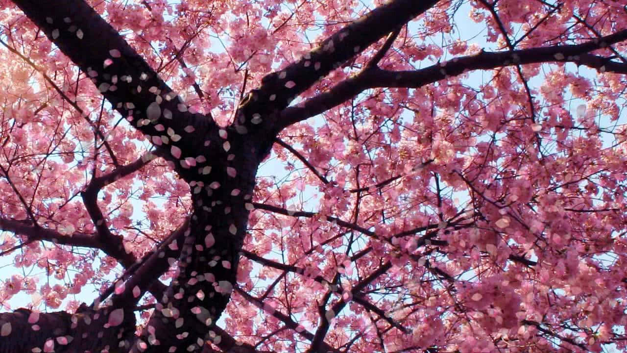 Caption: Beautiful Blooming Trees In Spring Wallpaper