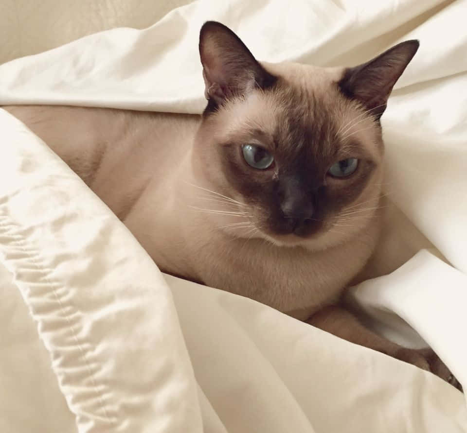 Caption: Beautiful Blue-eyed Tonkinese Cat Resting On A Wooden Surface Wallpaper