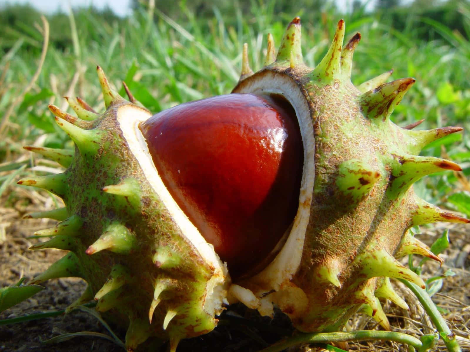 Caption: Beautiful Chestnut Tree In Full Bloom Wallpaper