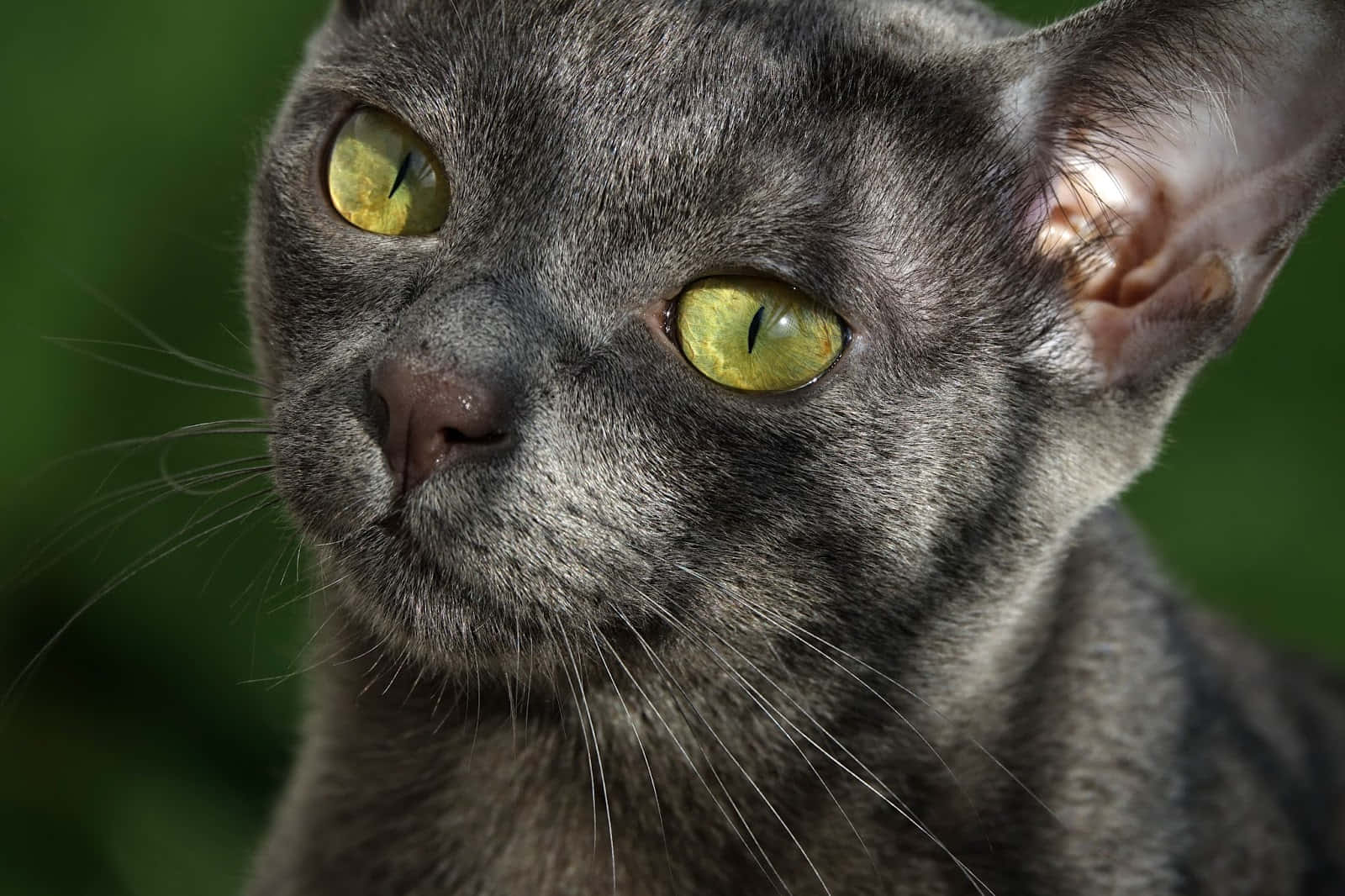 Caption: Beautiful Korat Cat Posing Elegantly Wallpaper