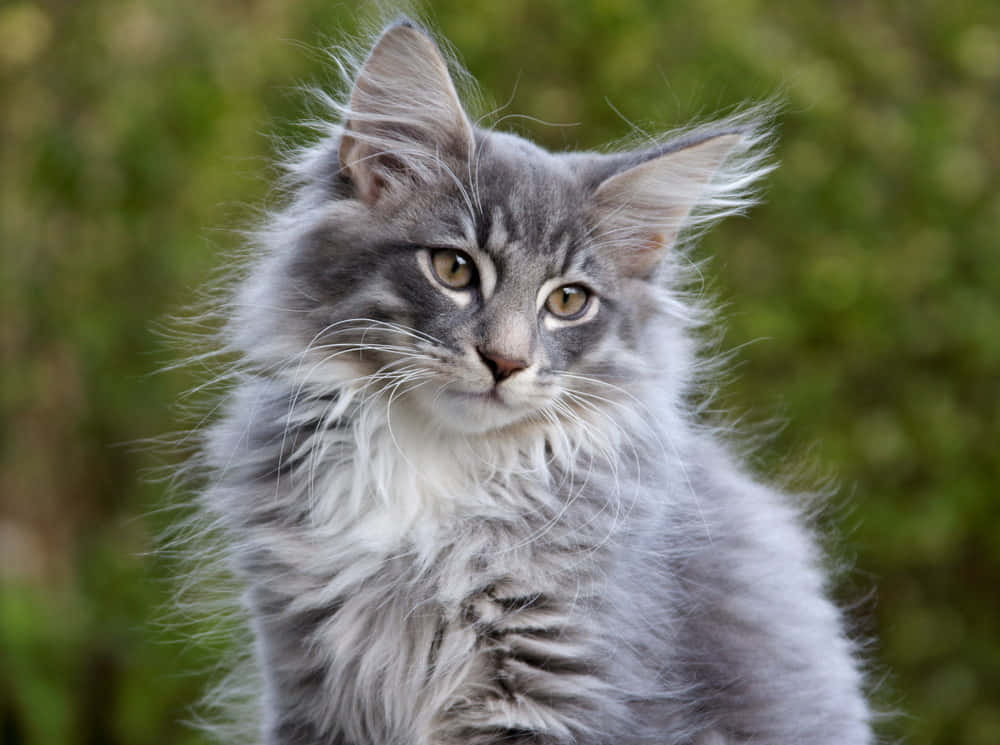 Caption: Beautiful Norwegian Forest Cat Lounging Outdoors Wallpaper