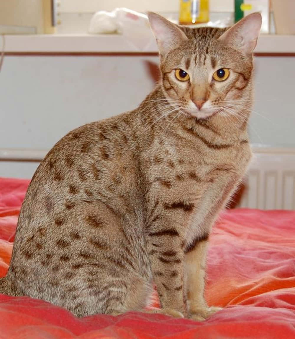 Caption: Beautiful Ocicat Posing Elegantly Wallpaper