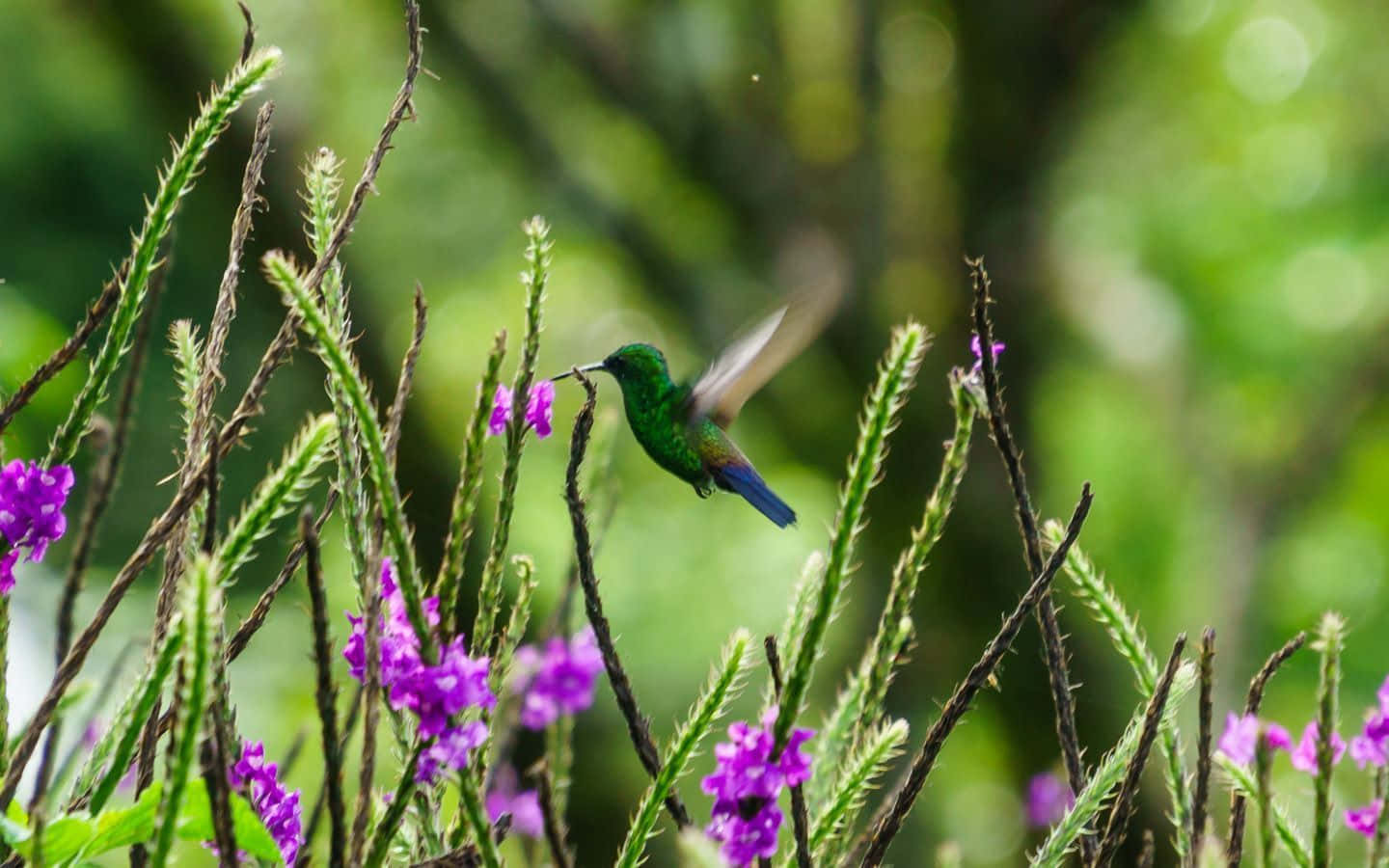 Caption: Beautiful Overview Of Diverse Ecosystem Wallpaper