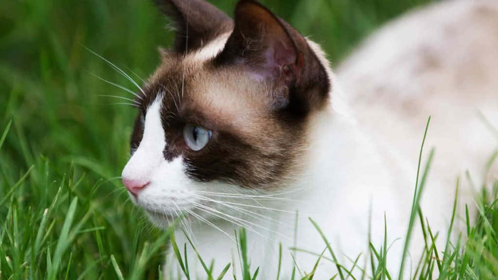 Caption: Beautiful Snowshoe Cat Relaxing At Home Wallpaper