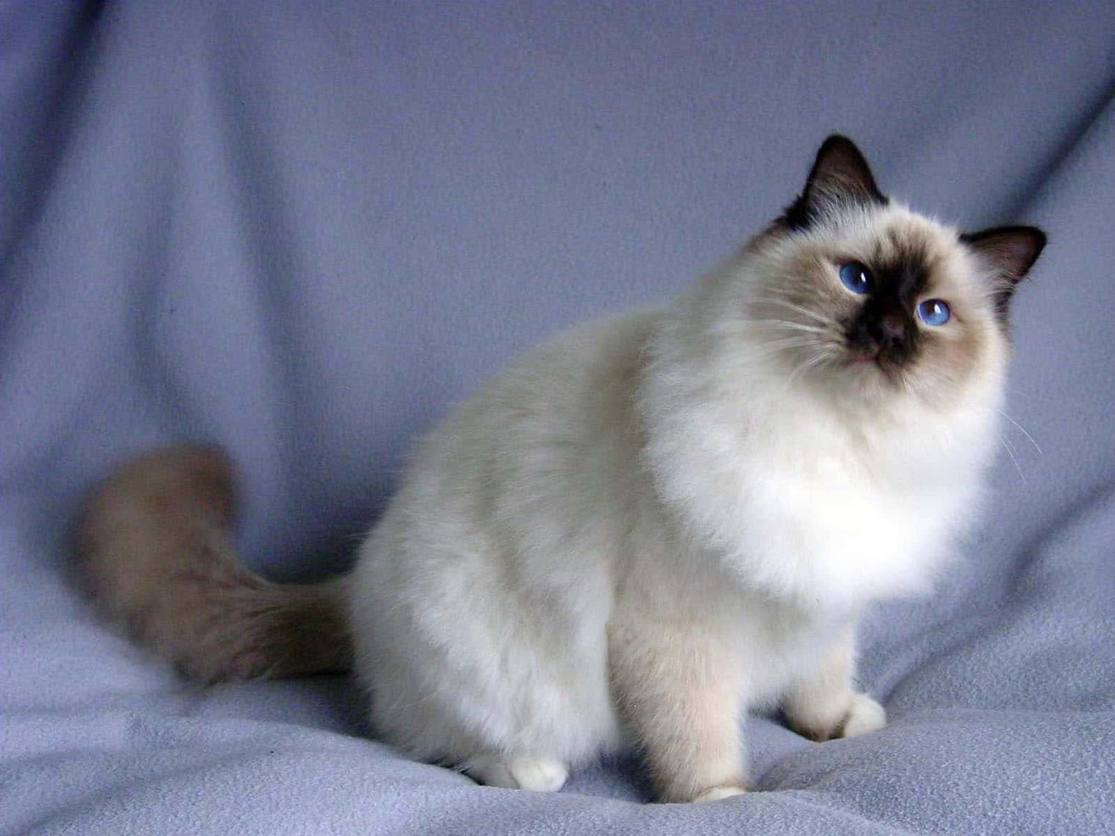 Caption: Birman Cat Lounging On The Floor Wallpaper