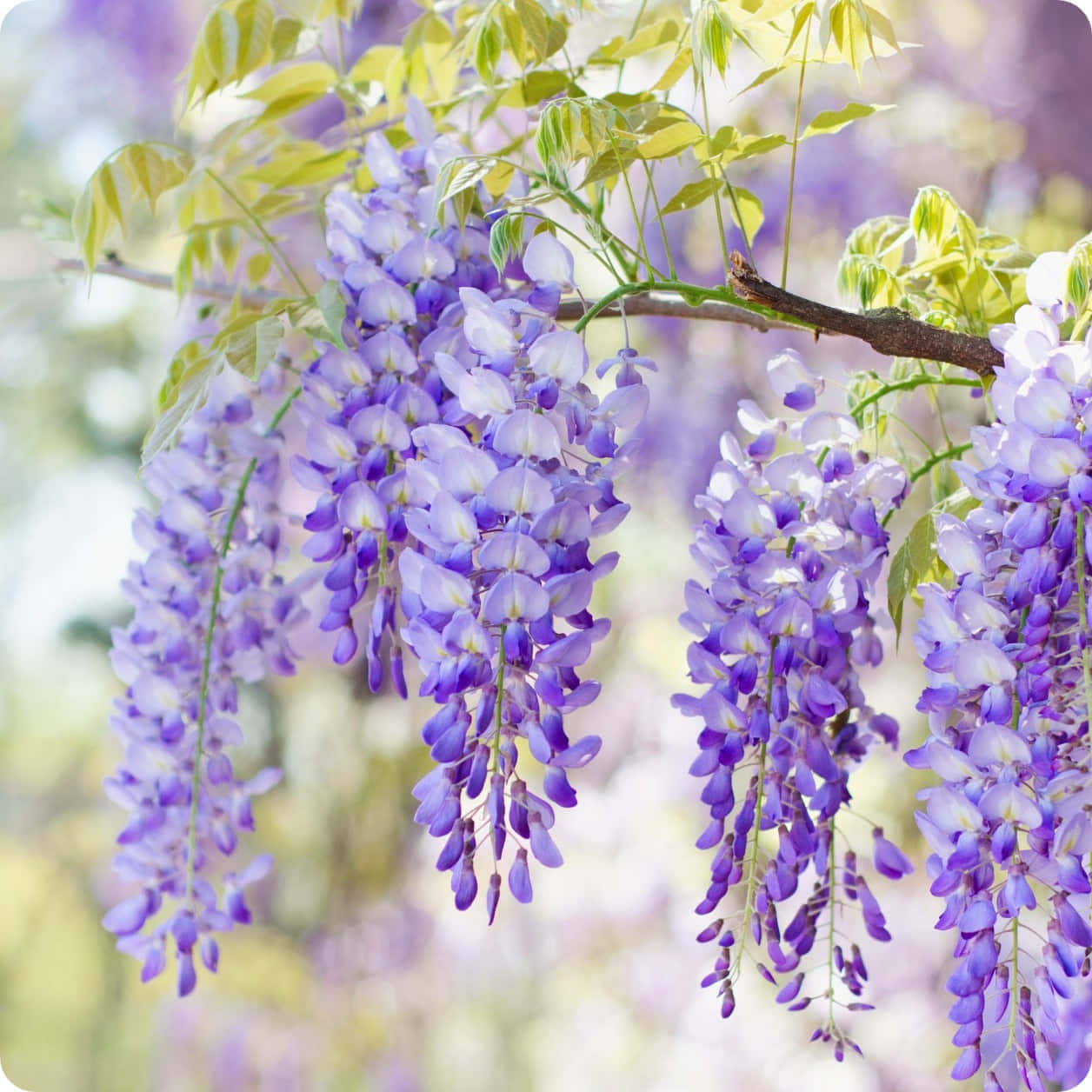 Caption: Blooming Flower Tree In Spring Wallpaper