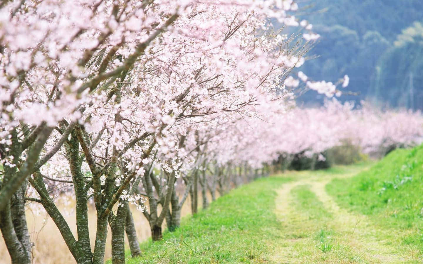 Caption: Blossoming Spring Trees Against A Clear Blue Sky Wallpaper