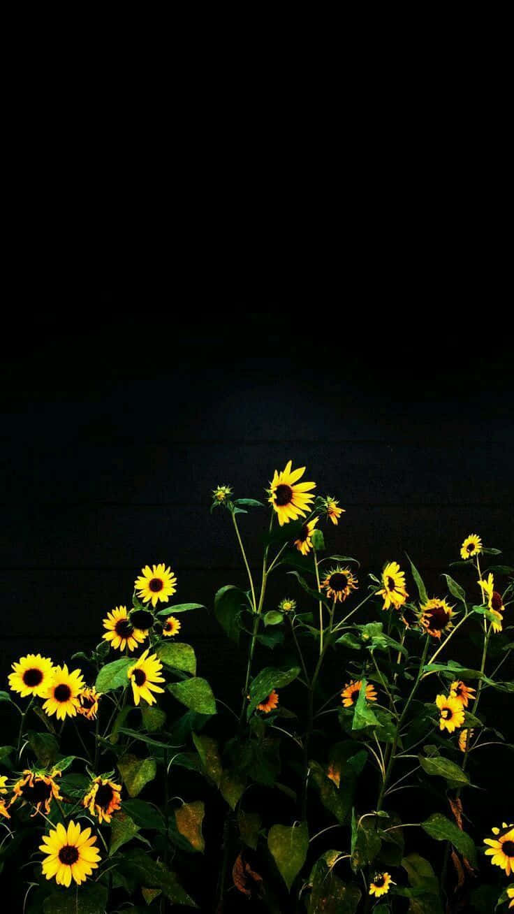 Caption: Captivating Black Sunflower Under The Blue Sky Wallpaper