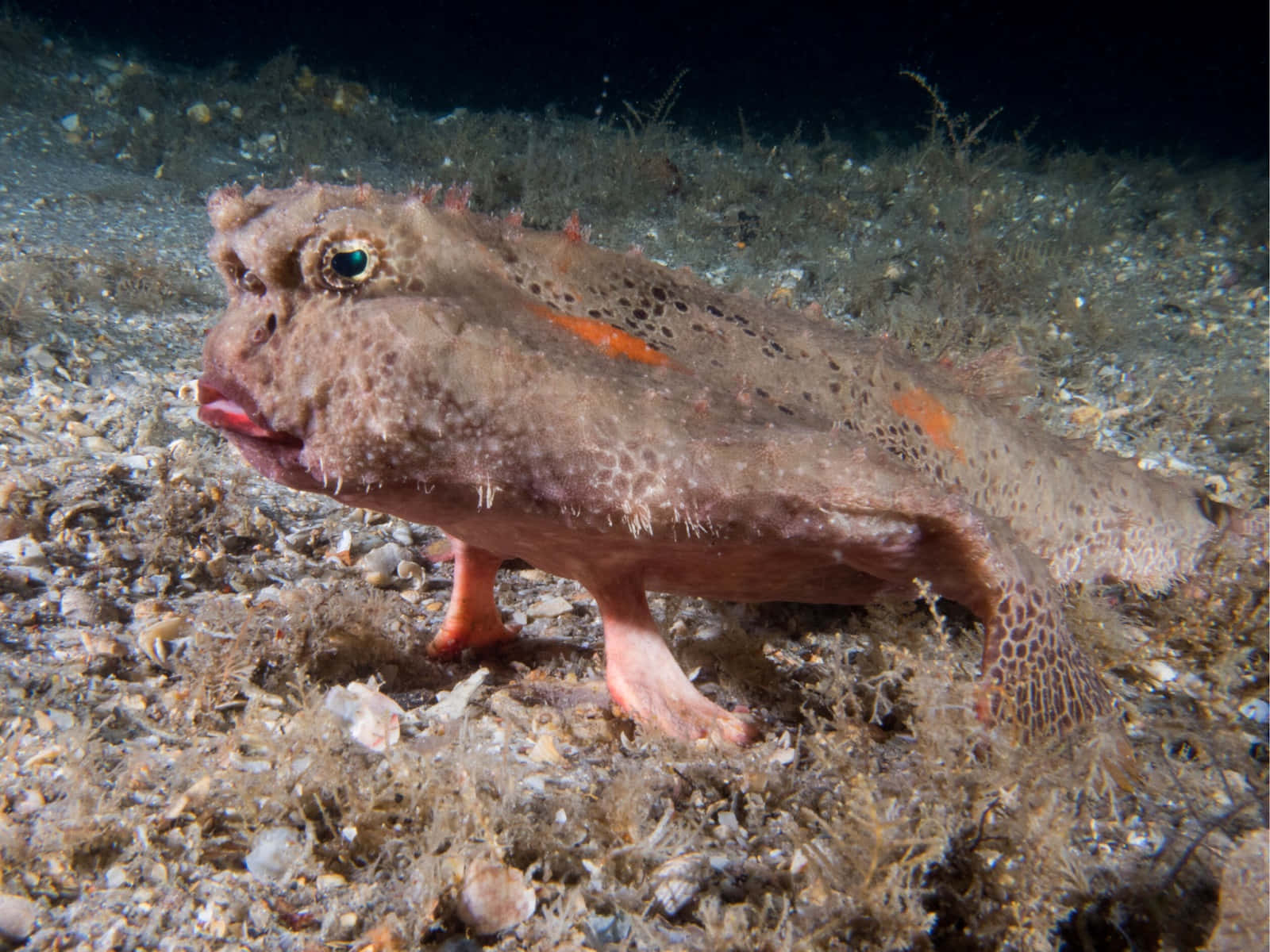 Caption: Close-up Batfish Portrait Wallpaper