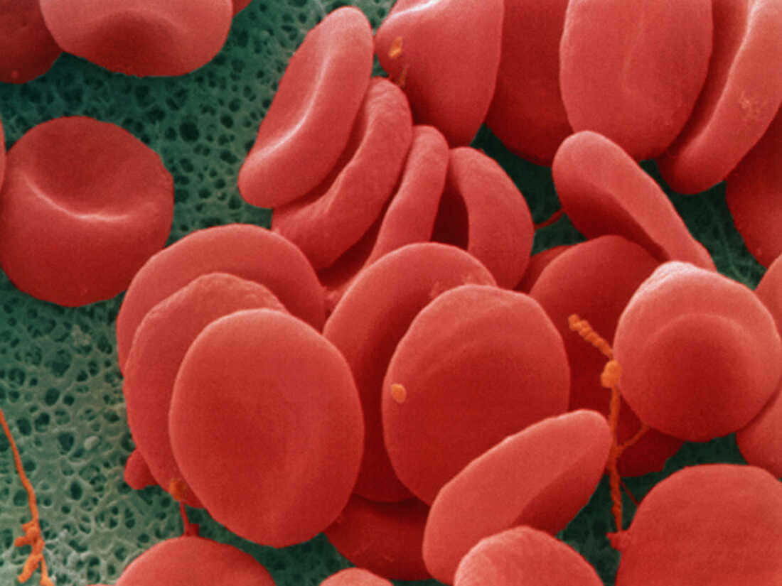 Caption: Close-up Of Red Blood Cells In The Human Bloodstream. Wallpaper