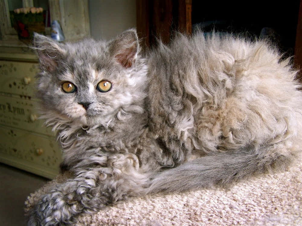 Caption: Curled Selkirk Rex Lounging On A Soft Blanket Wallpaper